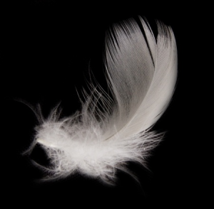 Archangel Michaels White Feather - ZARA