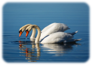 FeelingAccepted-AngelReadingsByZARA