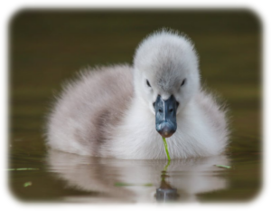 UglyDuckling-AngelReadingsByZARA