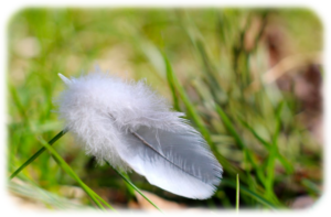 FeatherAngelSign-AngelReadingsByZARA