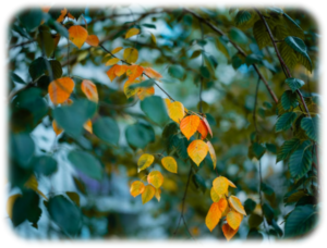 TimeAndSeason-AngelReadingsByZARA